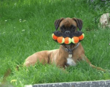 dog eating tennis balls