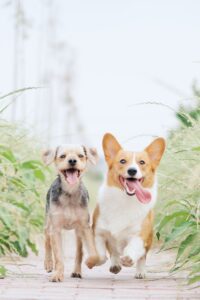 The Dangers of THC for Dogs