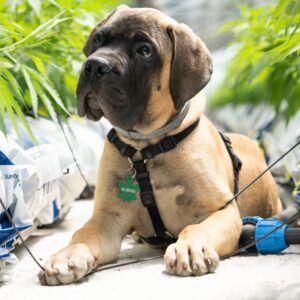 The Dangers of THC for Dogs