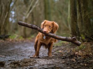 Off Leash Dog Training in Kansas City