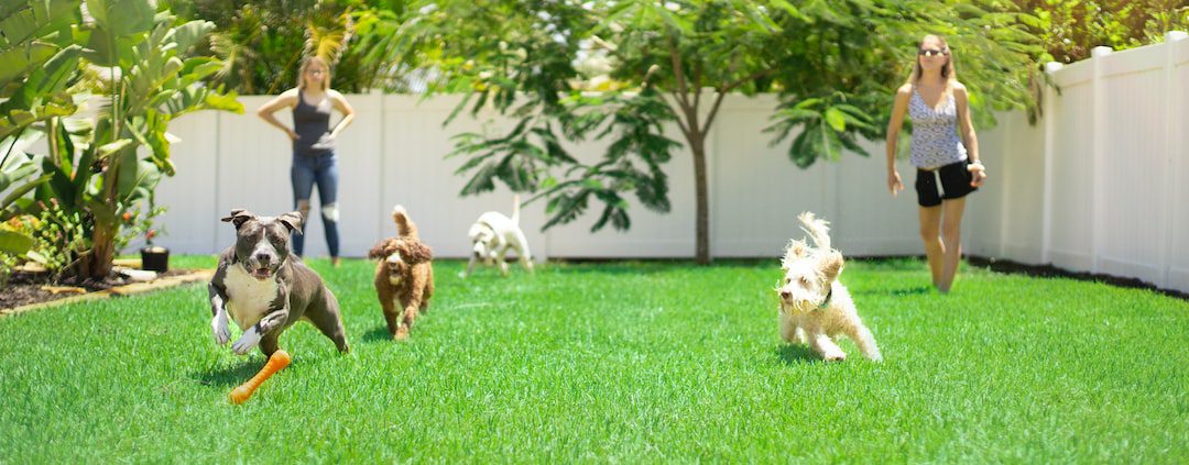 The Power of Play: Enhancing Dog Training and Well-Being