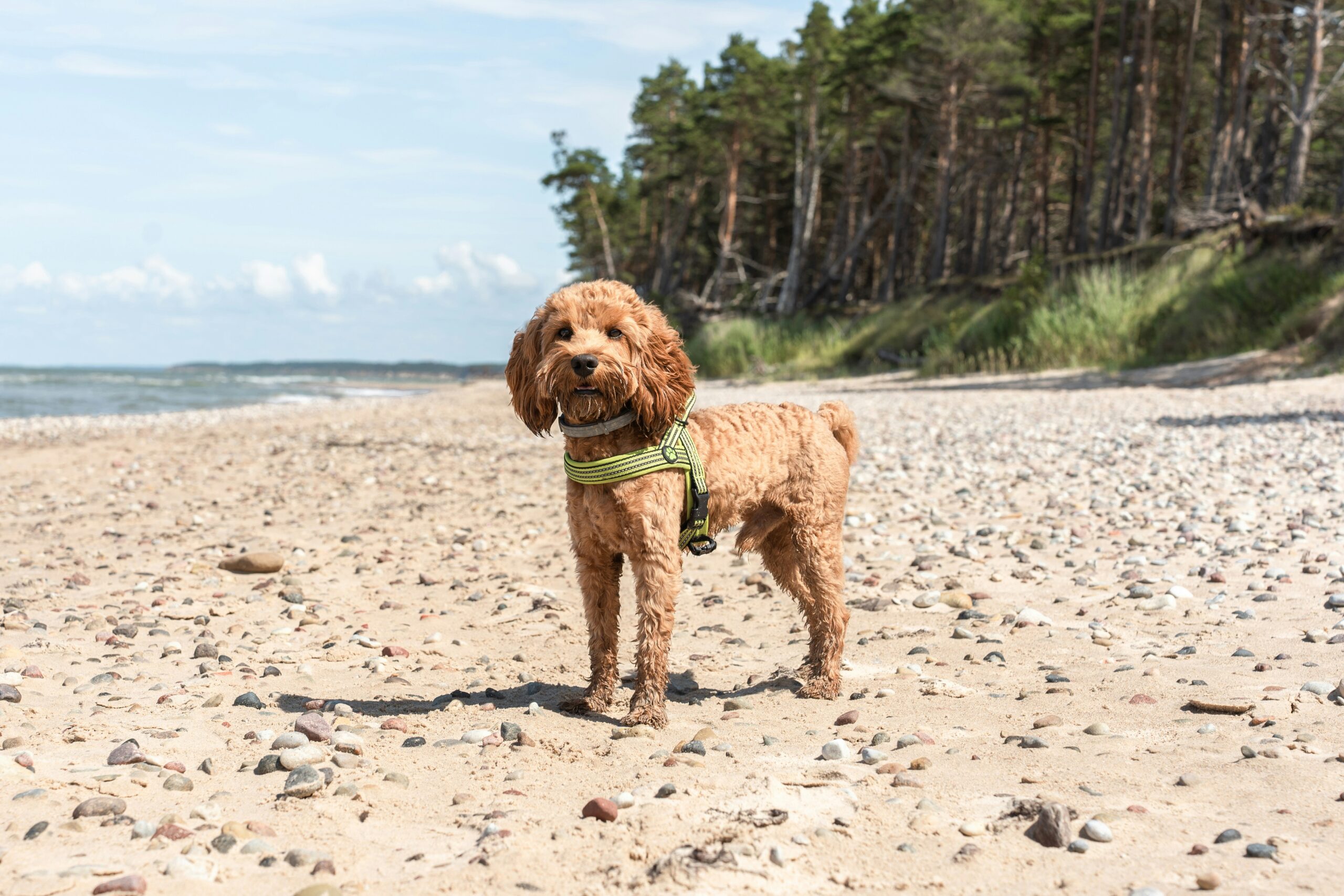 Beat the Heat: Signs of Overheating and How to Prevent It