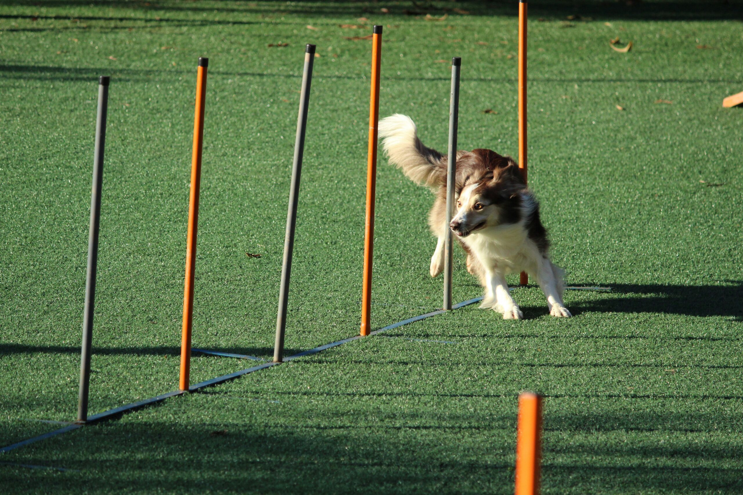 Keeping Your Dog Active When It’s Too Hot Outside