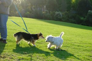 Keeping Your Dog Active When It’s Too Hot Outside