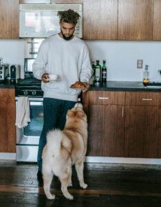 Summer Foods for Dogs