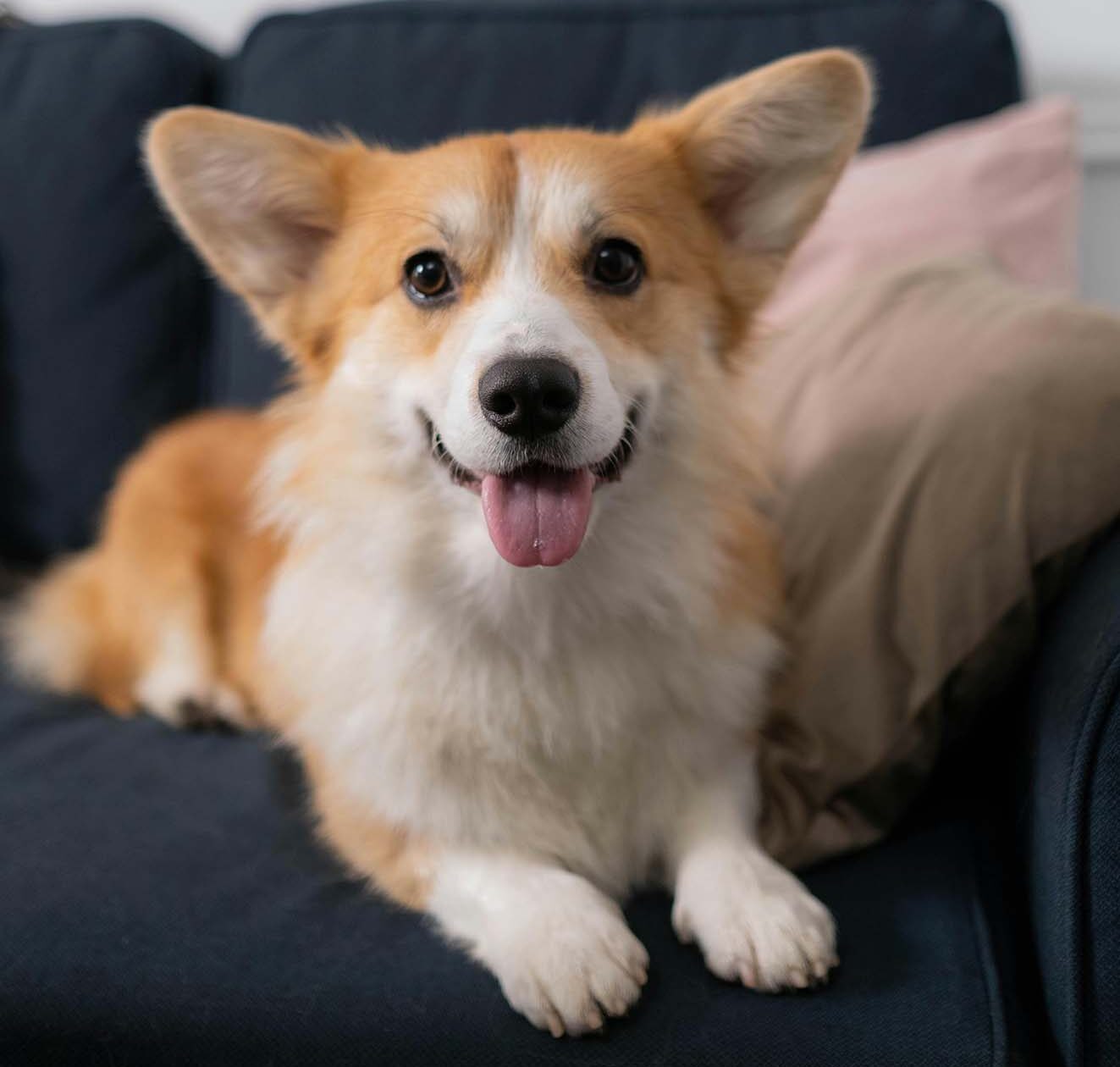 Back-2-School: Smooth Transitions for a Happy, Confident Dog