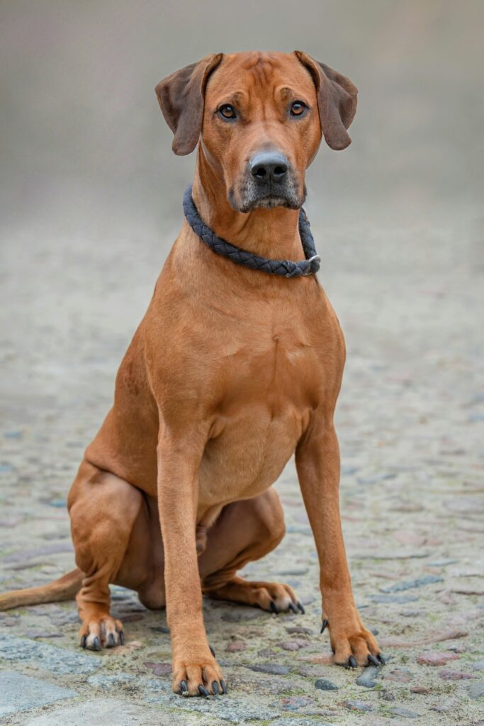 Obedience Training: A Powerful Lifelong Journey