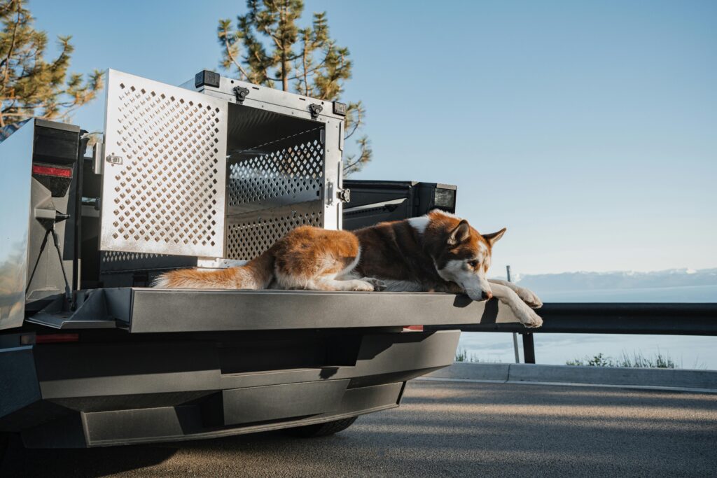 Crate Training 101: The Simple Positive Approach