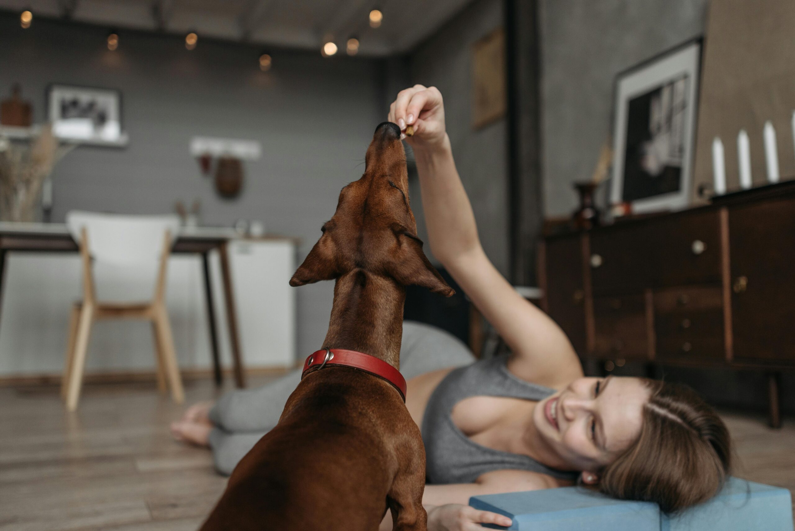 Obedience Training: A Powerful Lifelong Journey
