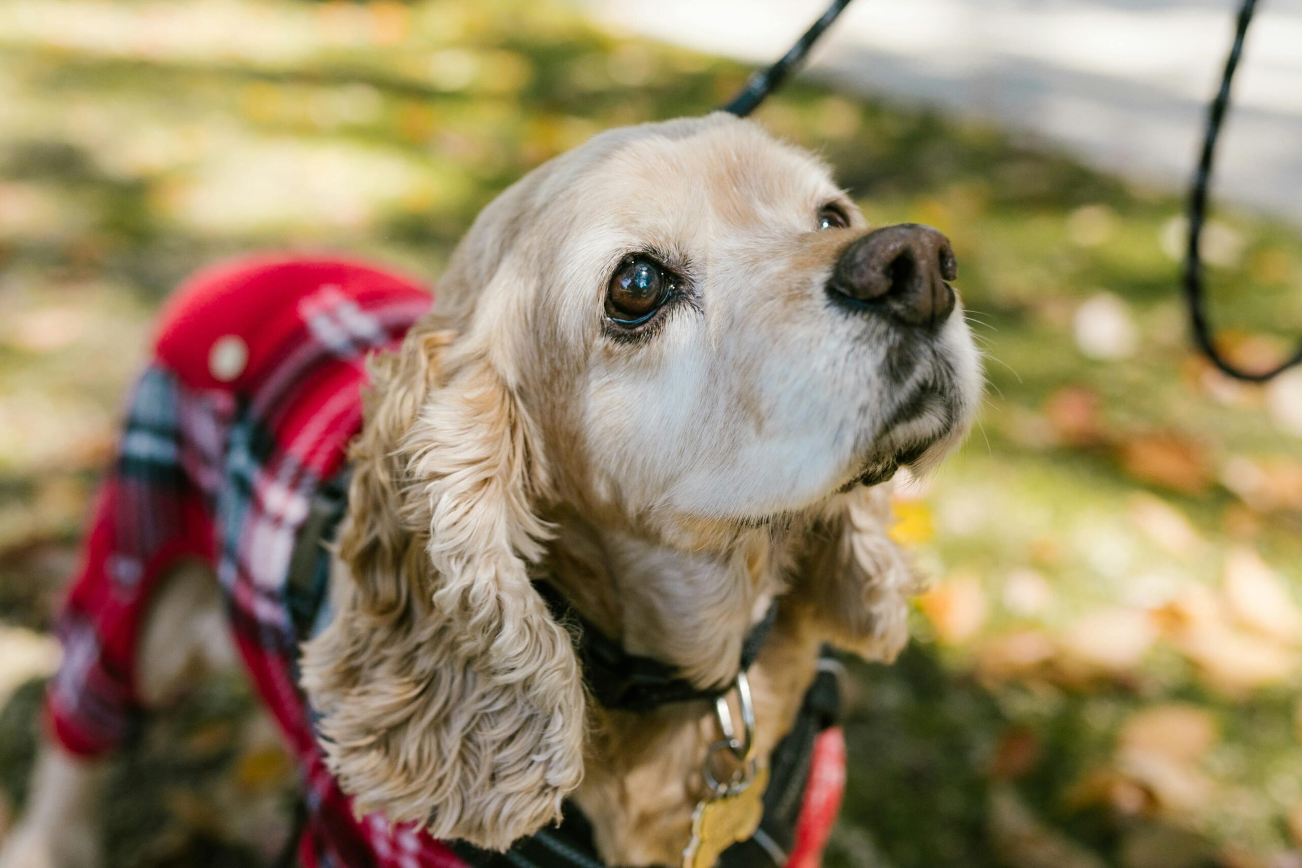 Dog Parks vs. Structured Play: What’s Better for Training?