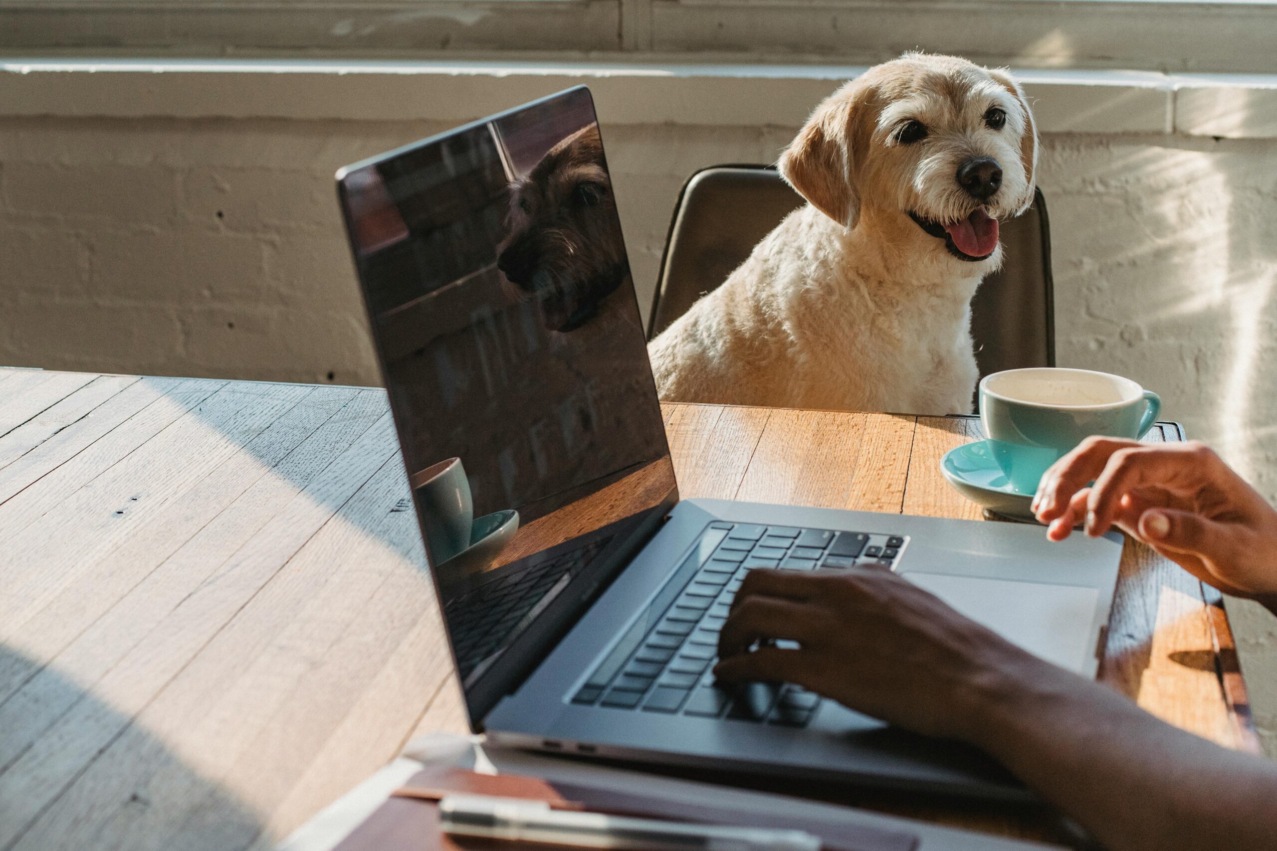 Busy Dog Owners: Proven Ways to Reinforce Training