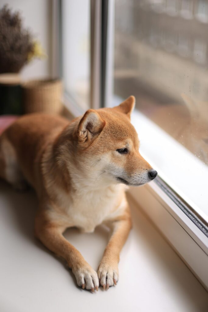 Busy Dog Owners: Proven Ways to Reinforce Training 