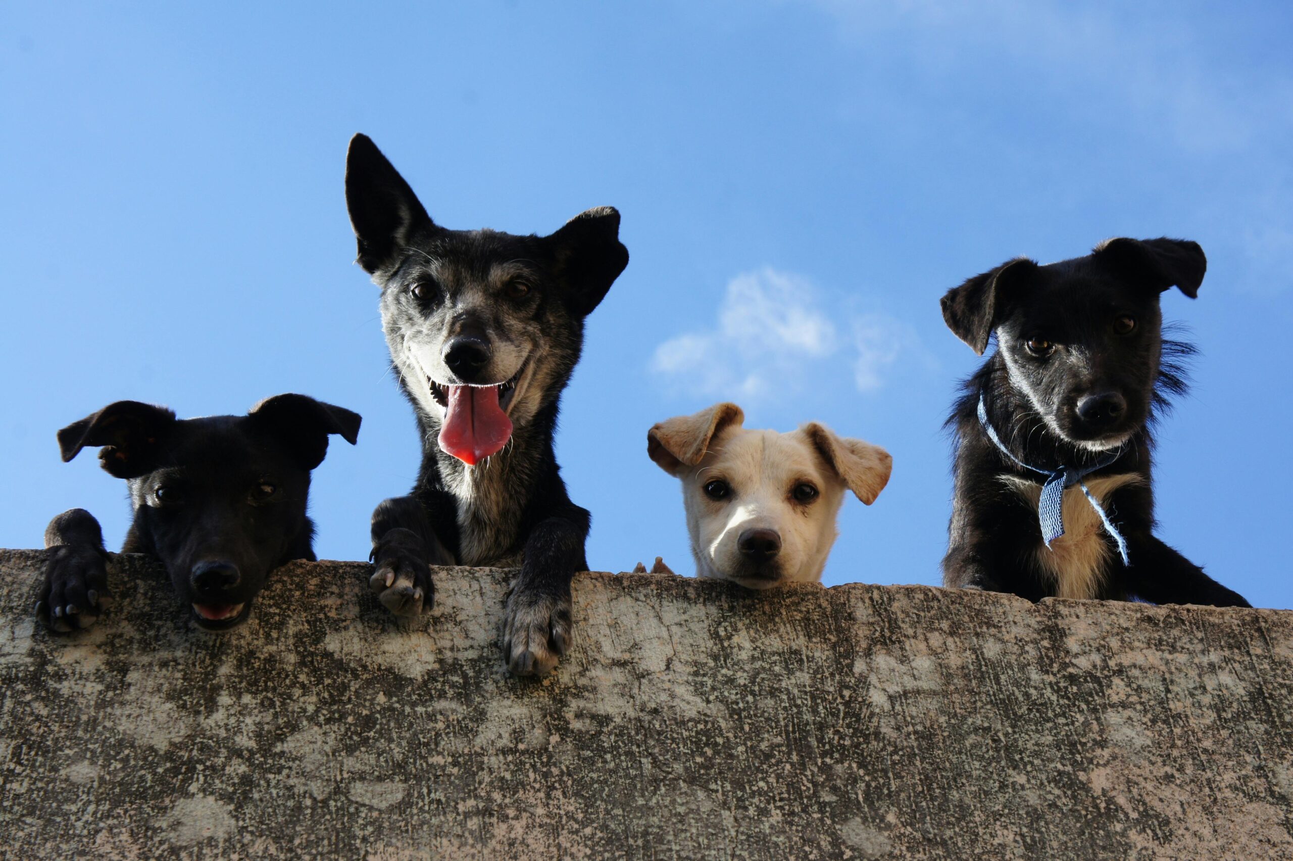 Multi-Dog Success: Expert Training Tips for a Happy Pack