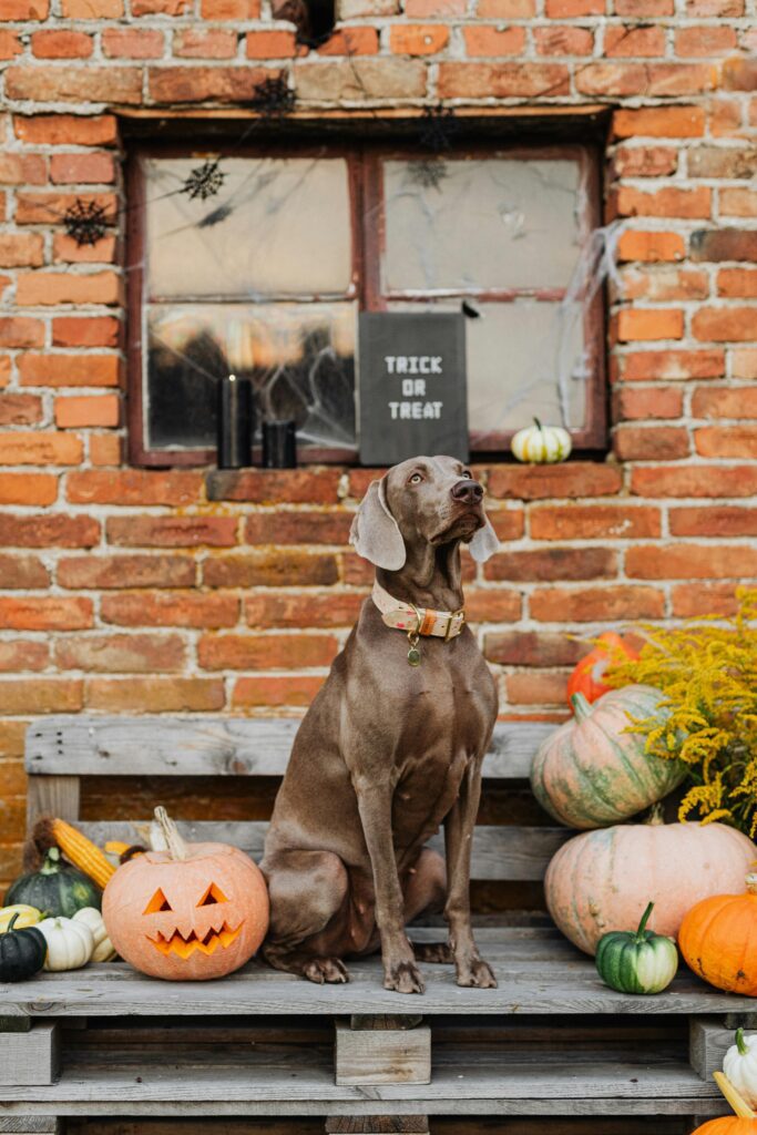 Spooky Halloween with Dogs: Fun Costumes, Candy, and Chaos
