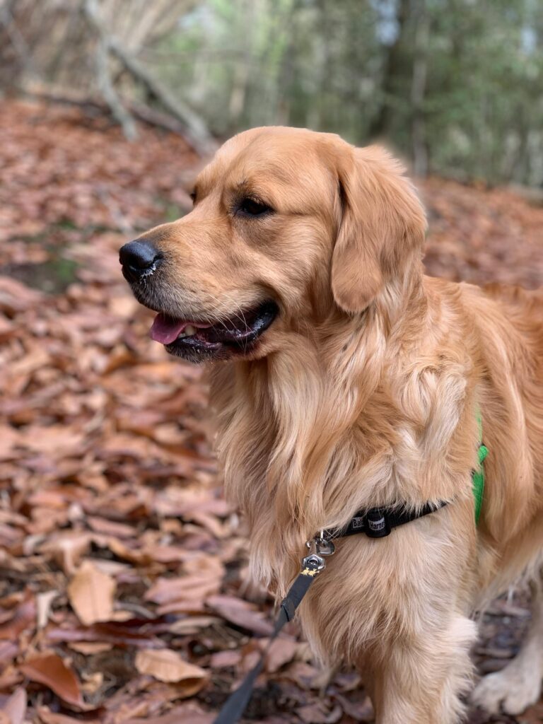 Leash Reactivity: Powerful Causes, Fixes, & Myths Explained