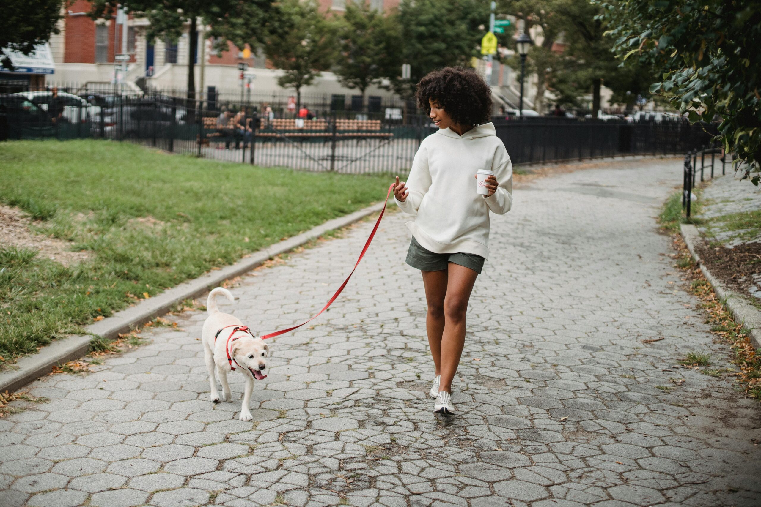 Leash Reactivity: Powerful Causes, Fixes, & Myths Explained