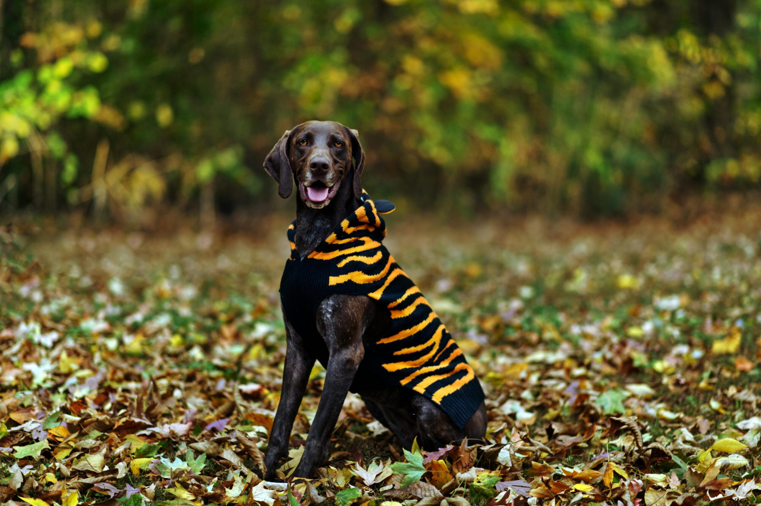Spooky Halloween with Dogs: Fun Costumes, Candy, and Chaos
