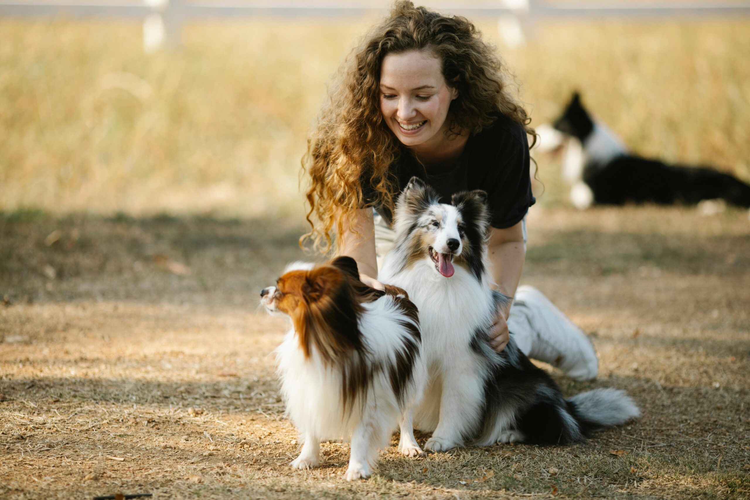 The Complete New Year’s Guide to Successful Training for Your Dog in 2026