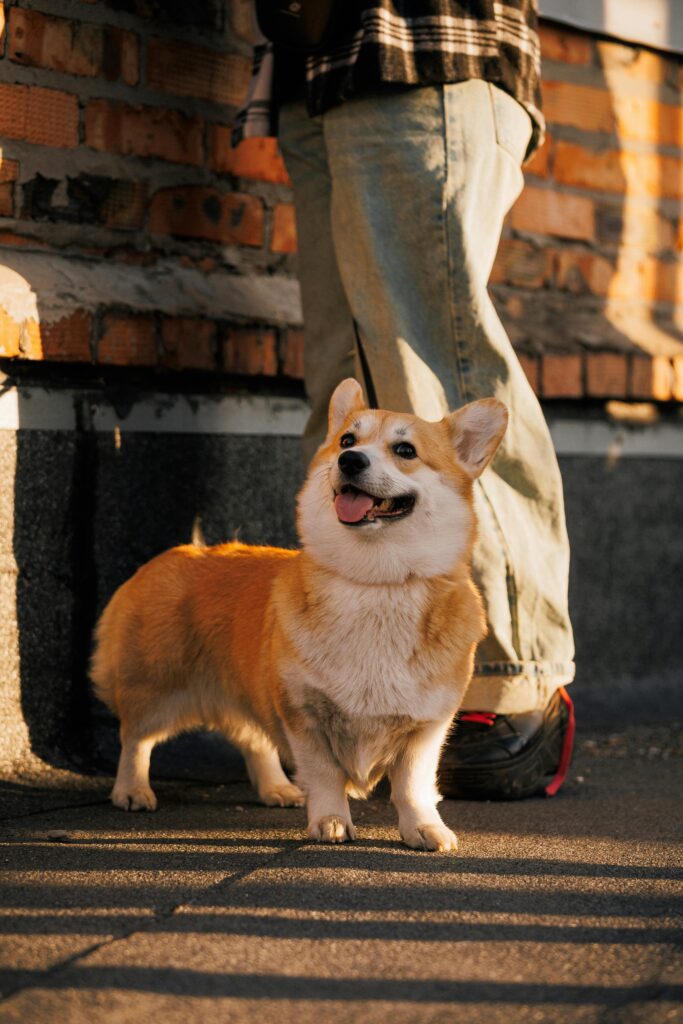 Year in Review: Our Top Unforgettable Dog Training Wins of 2025 