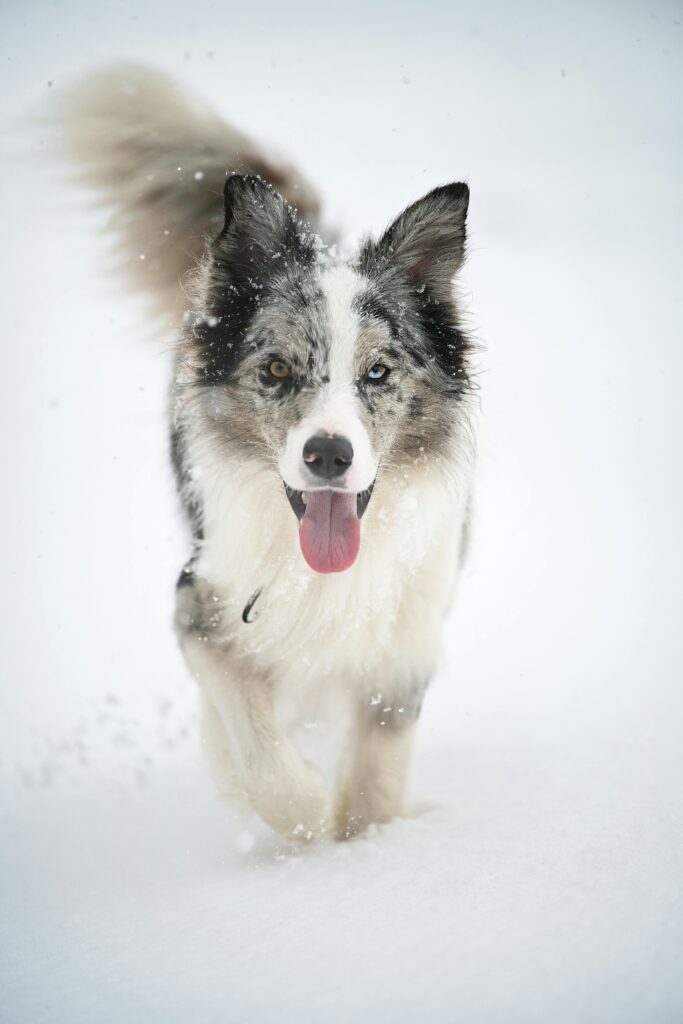 Winter Dog Training: Why Cold Months Are Perfect for Maximum Progress
