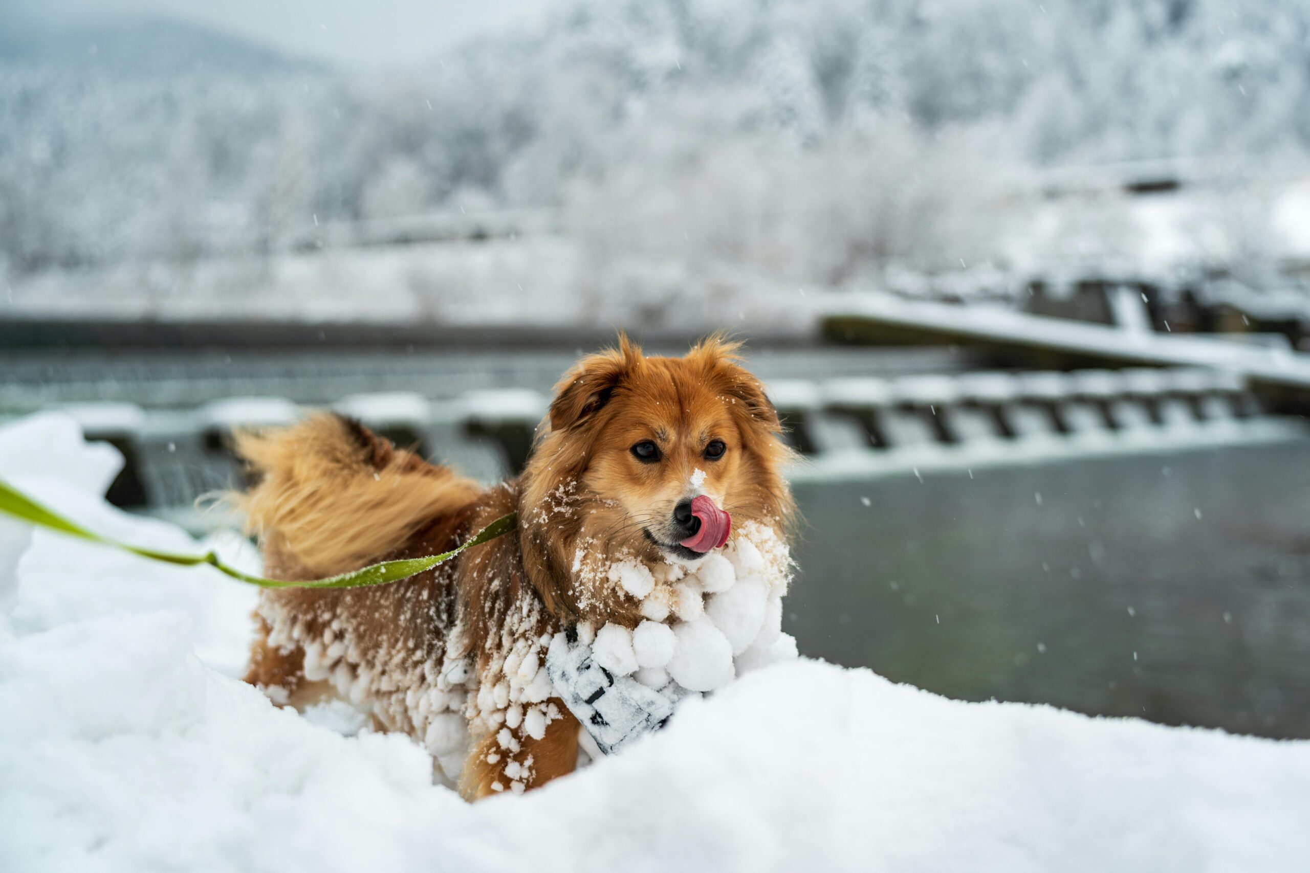 Winter Dog Training: Why Cold Months Are Perfect for Maximum Progress