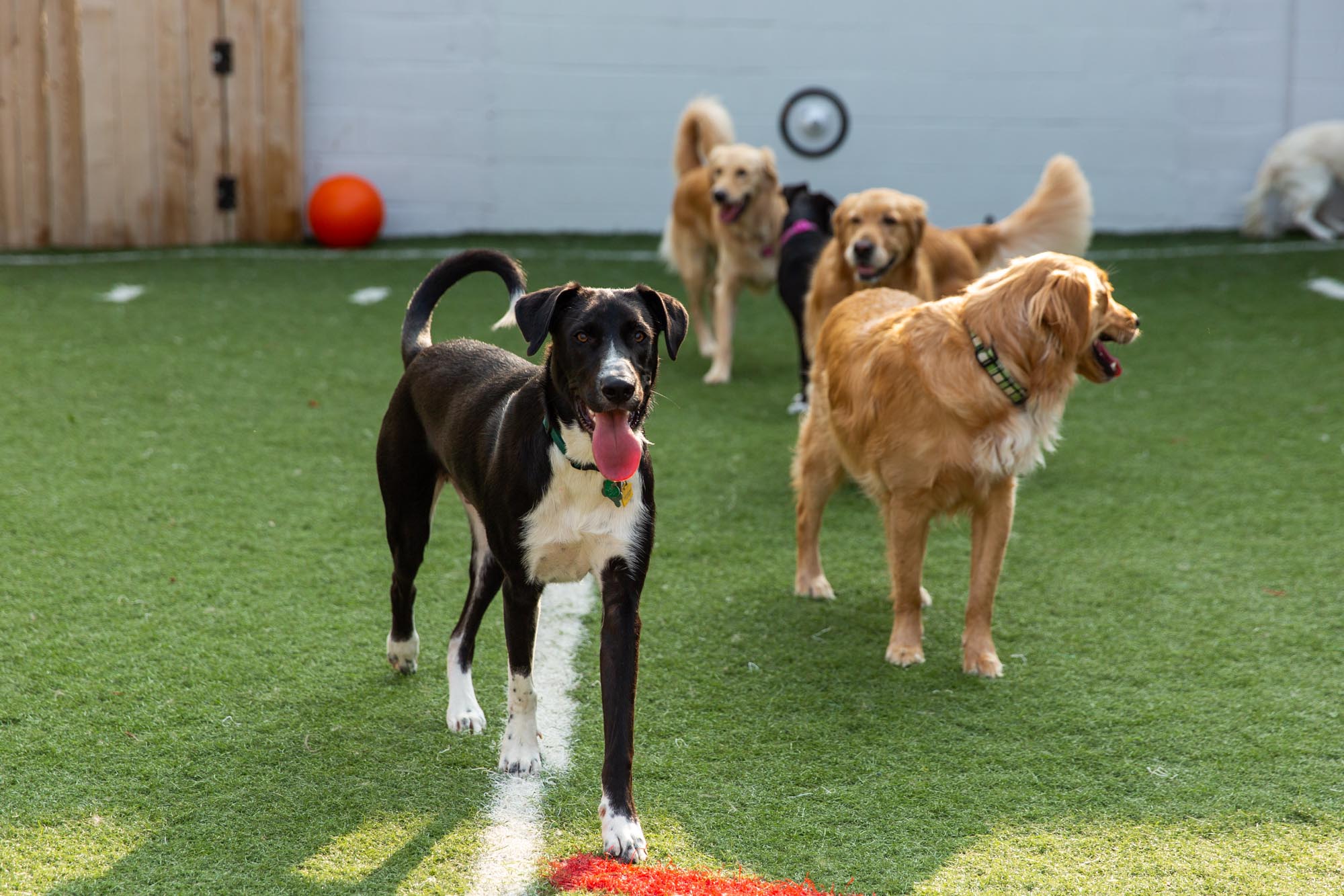 Dog Boarding and Obedience Training, Setting Dogs Up for Better Stays