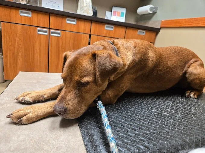 What Your Dog’s Wellness Exam Reveals About Their Training Progress