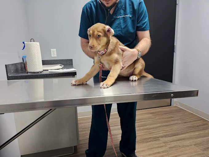 Why Trained Dogs Are Easier to Examine Safely