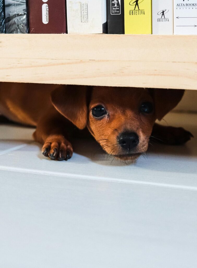 Bad Weather, Better Behavior: Training Calm During Thunder and Storms