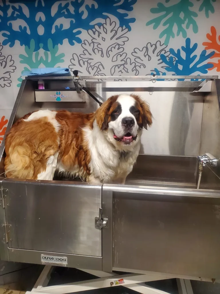 Grooming Is Not Just Cosmetic, Why It Matters for Every Dog