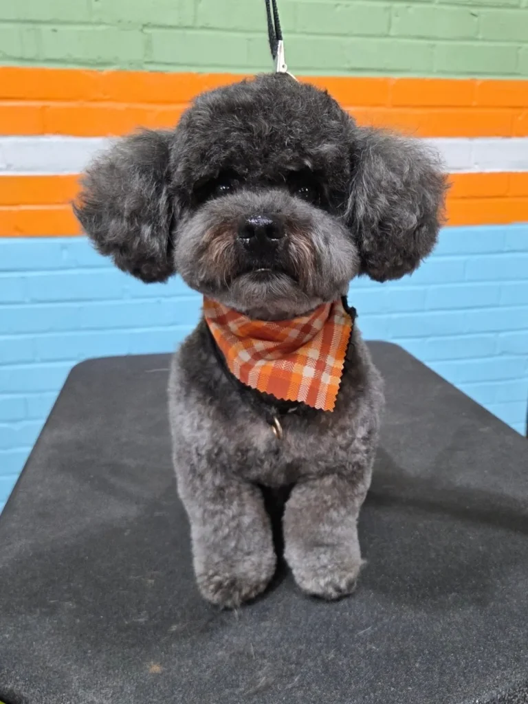 Grooming Is Not Just Cosmetic, Why It Matters for Every Dog