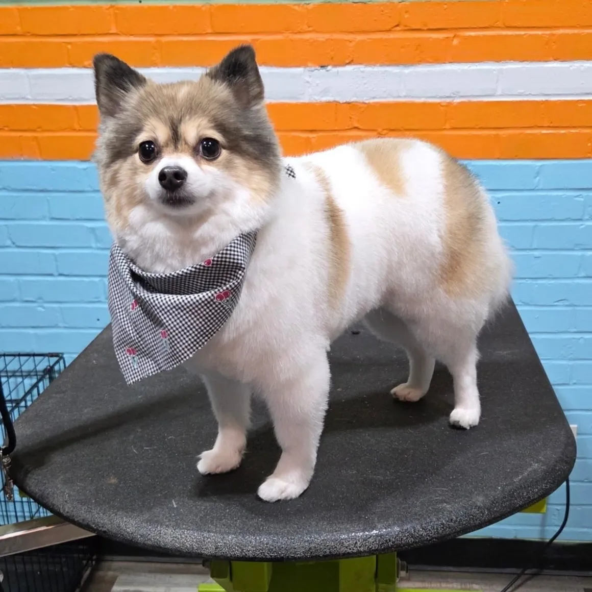 Grooming Is Not Just Cosmetic, Why It Matters for Every Dog