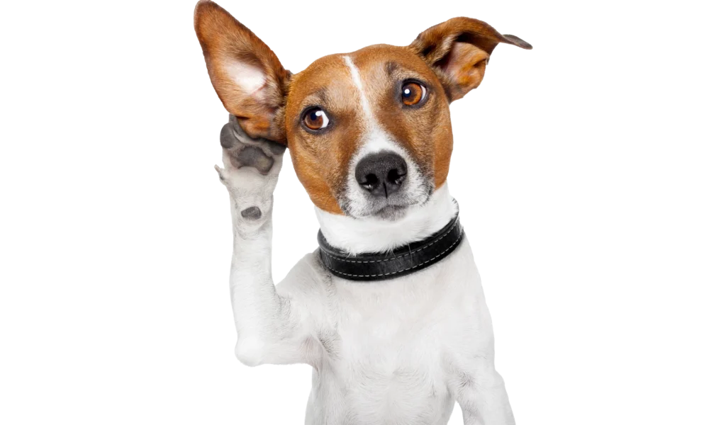 Dog daycare training tips for calm drop-offs in Kansas City