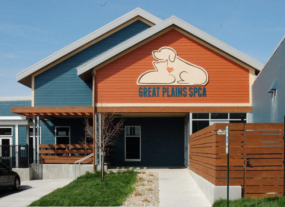 Shelter dog training tips for a calm first month at home