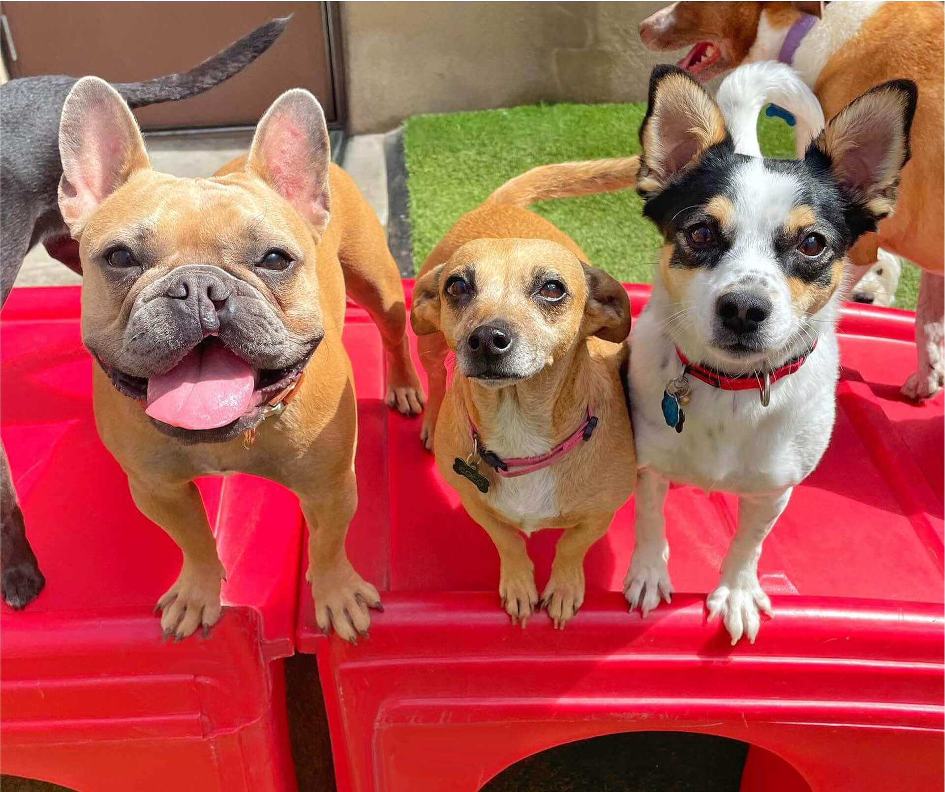 Dog daycare training tips for calm drop-offs in Kansas City