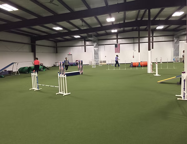 Dog agility training foundations for focus and confidence in Kansas City