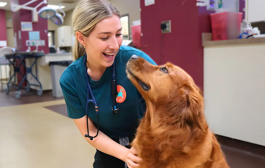 Emergency vet training tips for calm handling and safer clinic visits