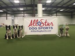 Dog agility training foundations for focus and confidence in Kansas City