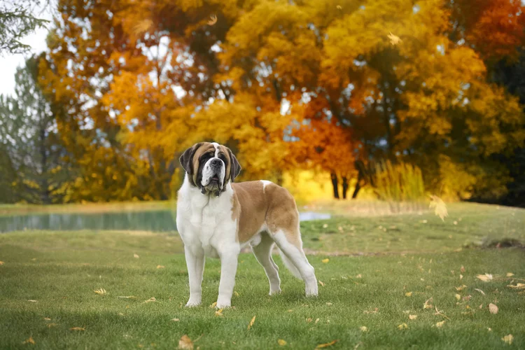 Pet photo training for a calm dog during a Kansas City photo session