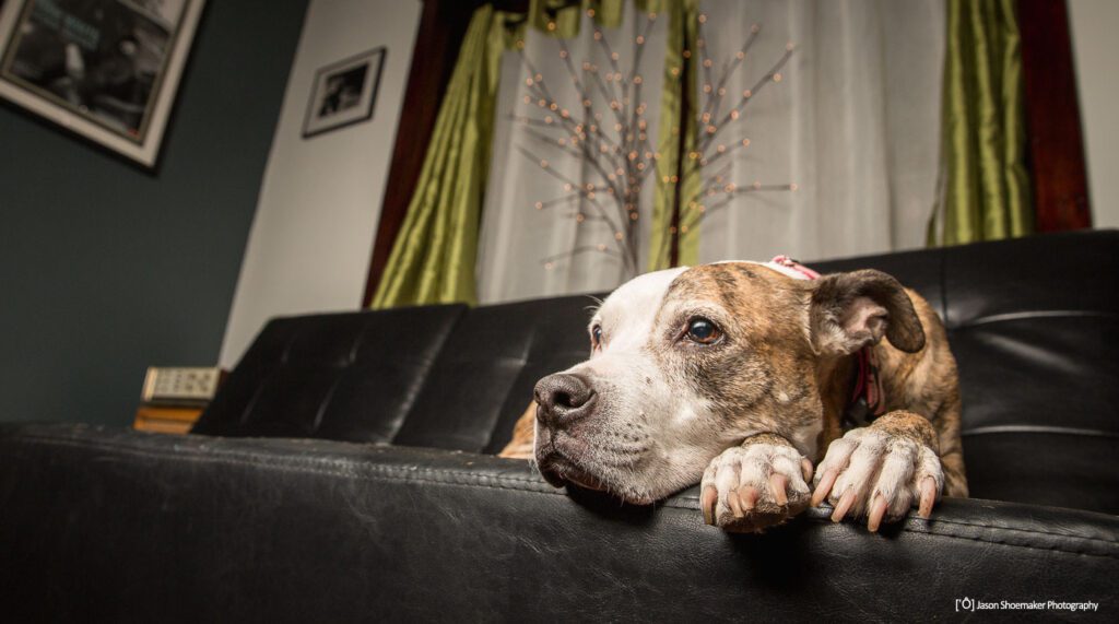 Dog walking training for calmer daily walks in Kansas City