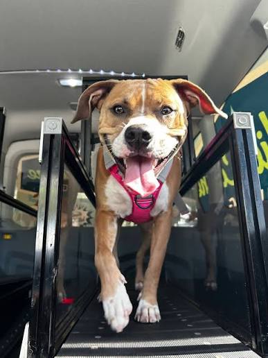 Indoor dog fitness training for a Kansas City dog exercising safely during hot summer weather