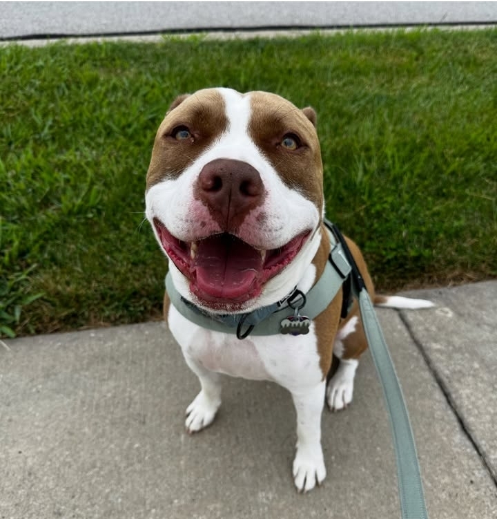 Dog walker training for calm leash manners with a dog in Kansas City