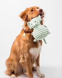 Dog shopping manners training with a calm dog inside a Kansas City pet store